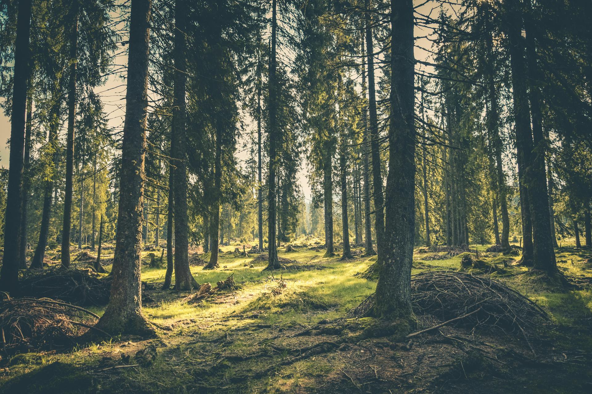 Natural biodegradation protecting ecosystems